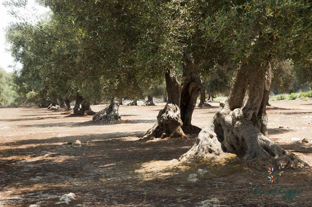 Agriturismo Li Calizzi Arte E Natura Novoli Kültér fotó